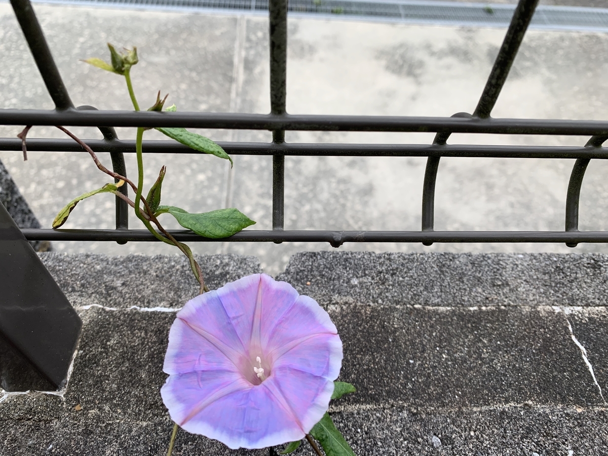 f:id:kirakirapark:20201102083621j:plain