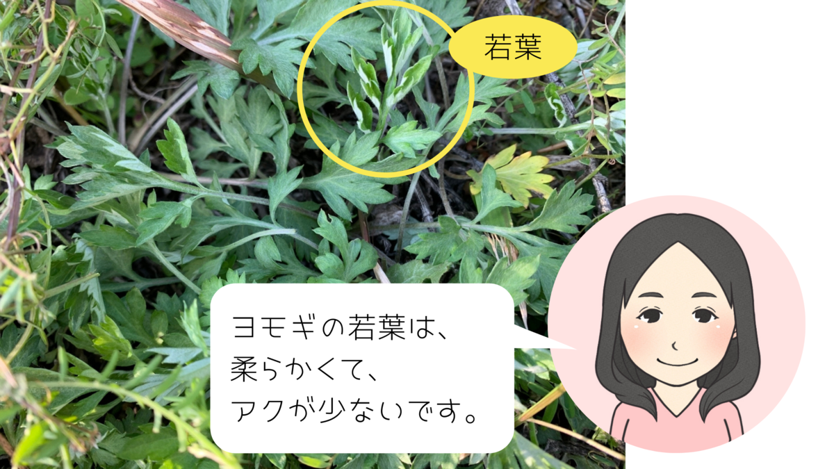 f:id:kirakirapark:20210324083624p:plain