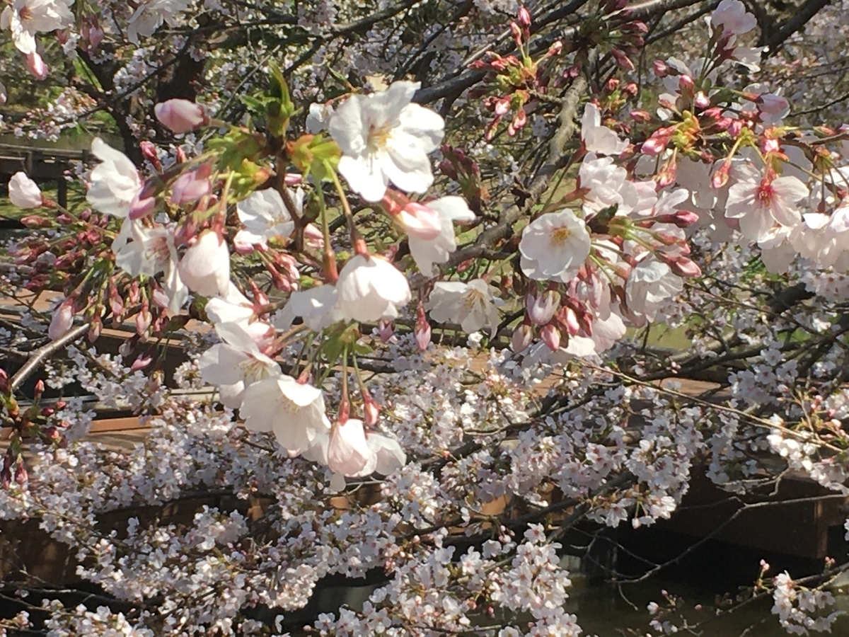 f:id:kirakunist:20200326004122j:plain