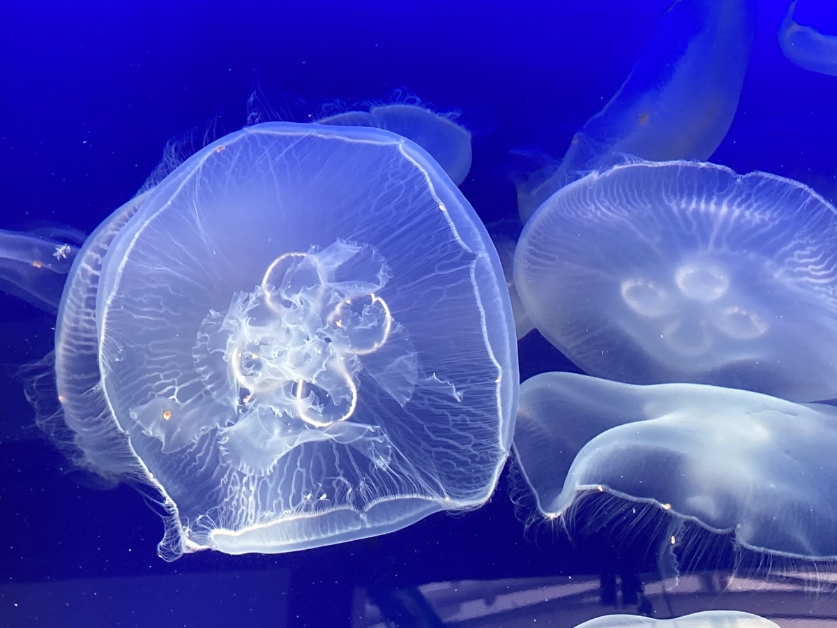 f:id:kirakunist:20210101014005j:plain