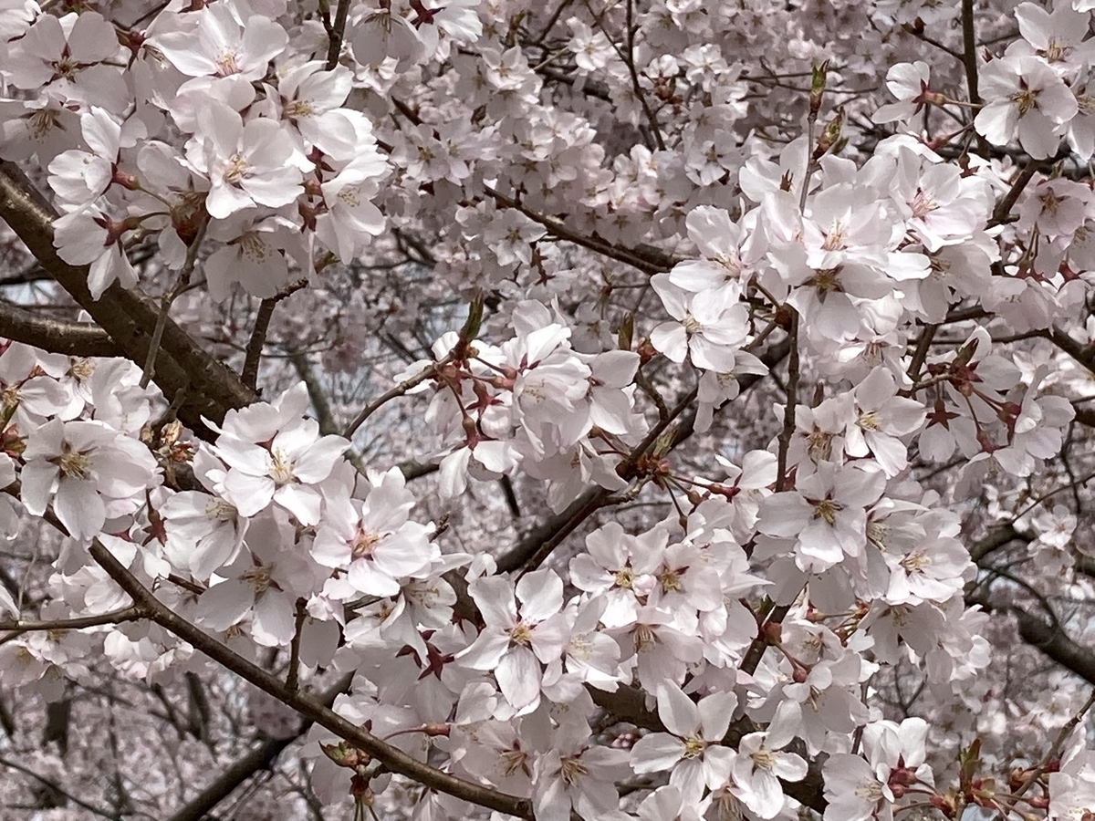 f:id:kirakunist:20210404134847j:plain