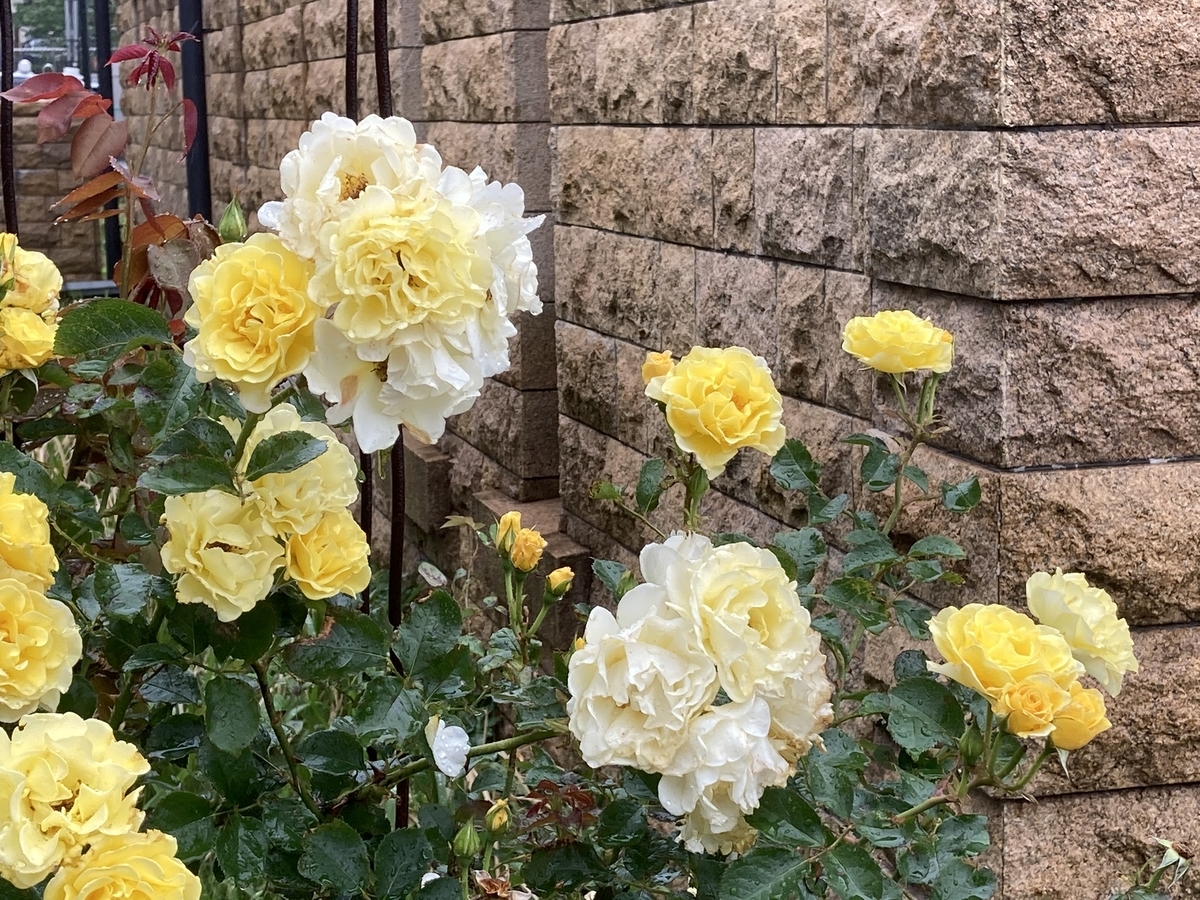 f:id:kirakunist:20210521180653j:plain