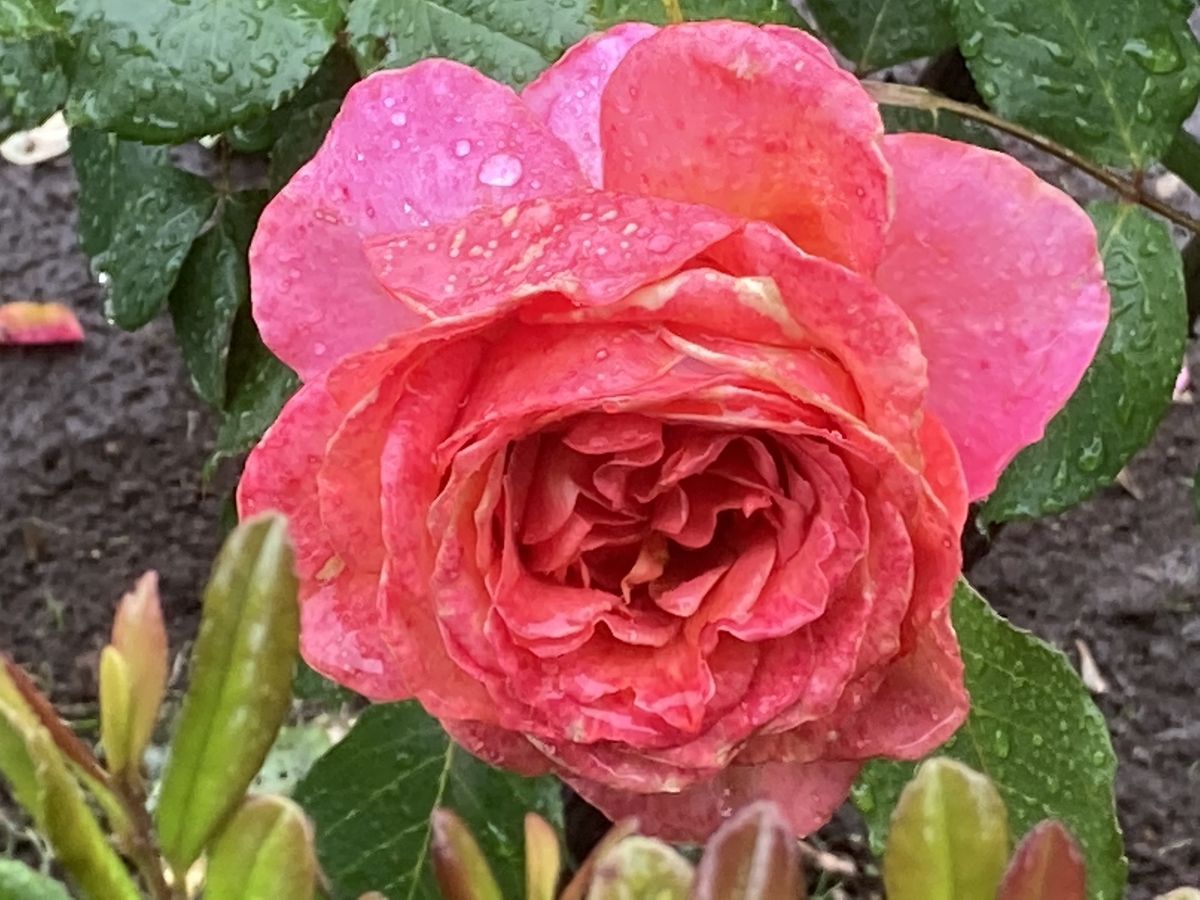 f:id:kirakunist:20210521180818j:plain