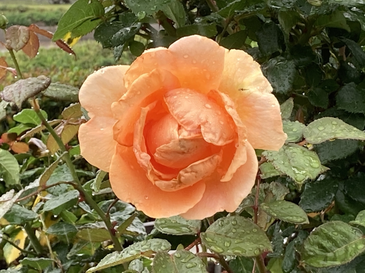 f:id:kirakunist:20210521180834j:plain