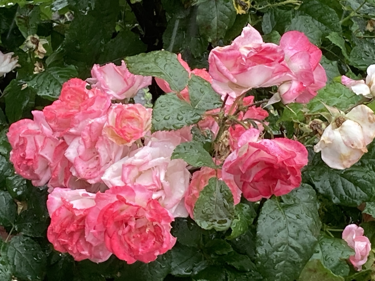 f:id:kirakunist:20210521180856j:plain