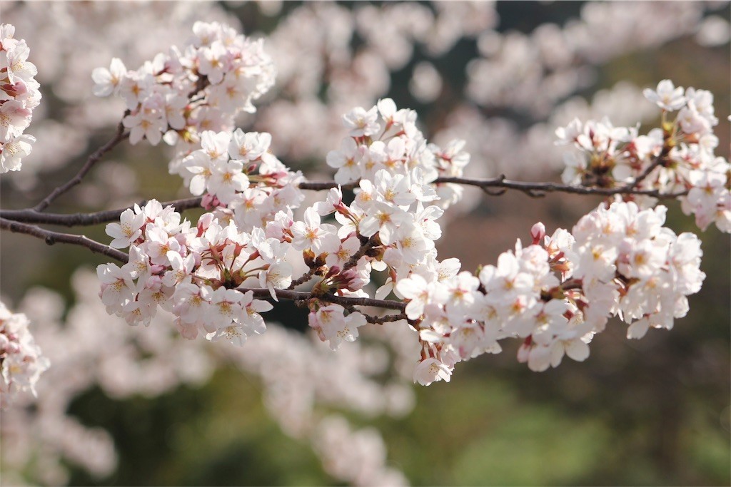 f:id:kirarafuurin:20180408170342j:image f:id:kirarafuurin:20180408170342j:image
