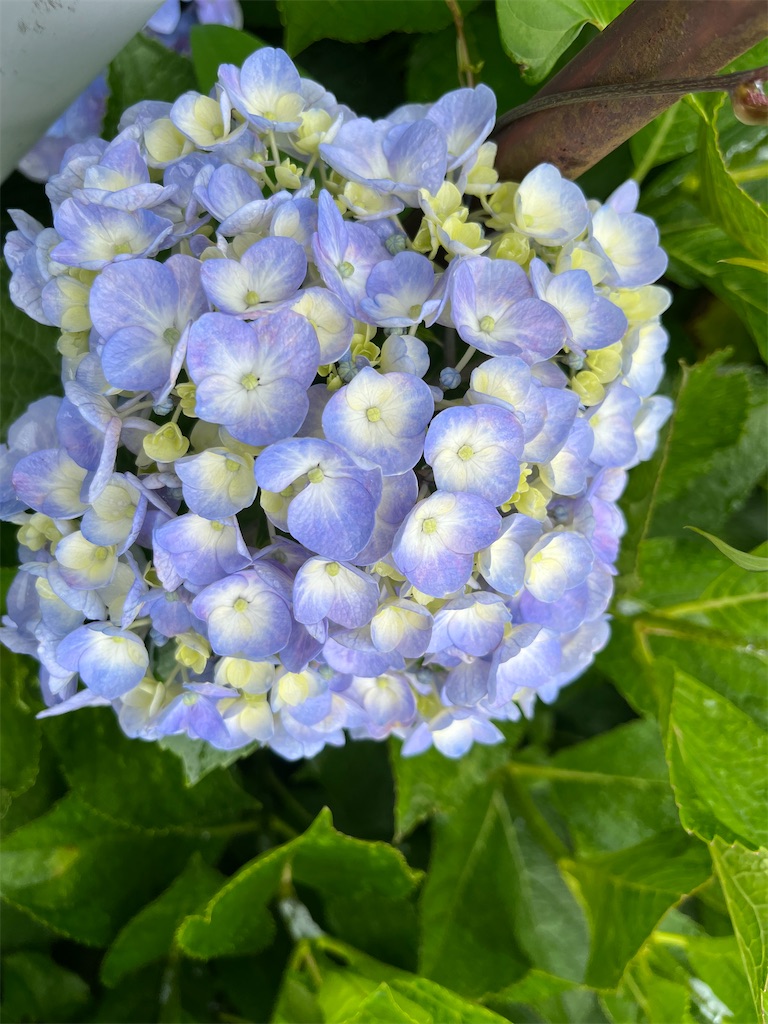 f:id:kirariMD:20230623114443j:image