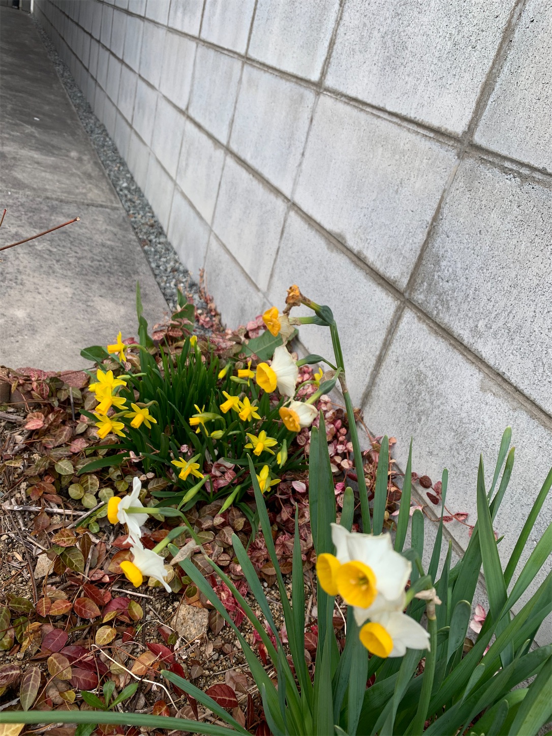 f:id:kirarin_star:20210312180338j:image