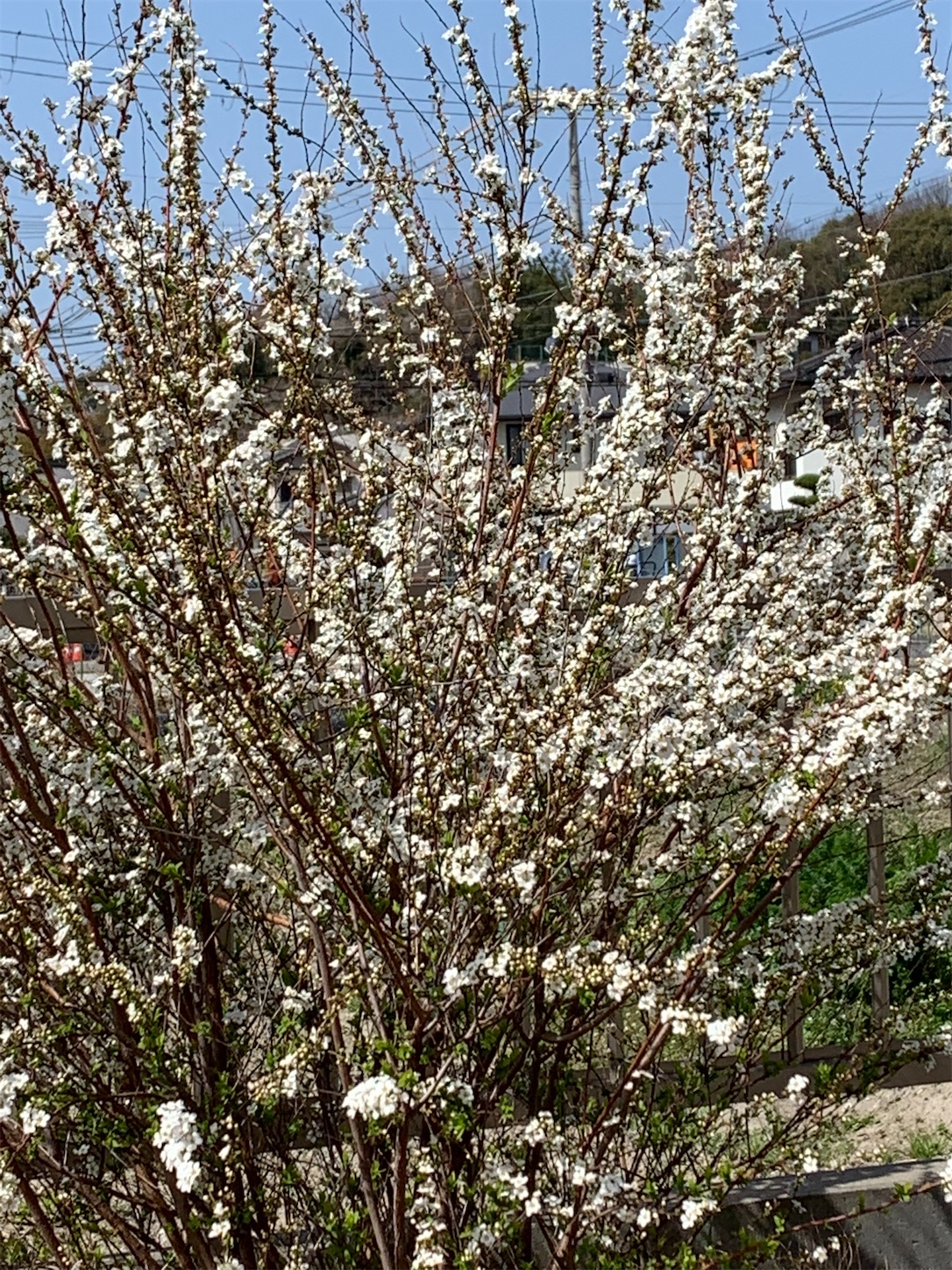 f:id:kirarin_star:20210321192429j:image