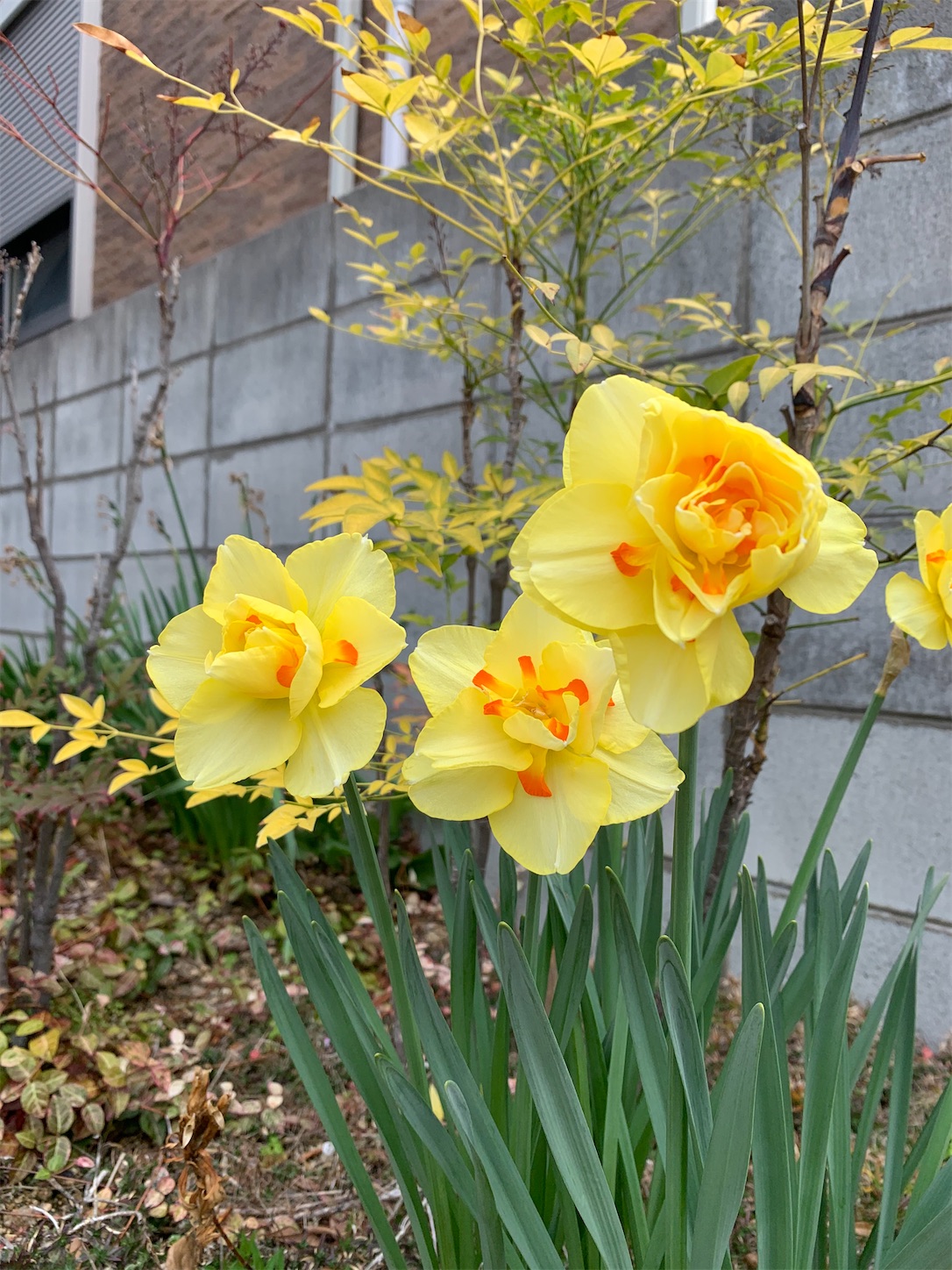 f:id:kirarin_star:20210401183528j:image