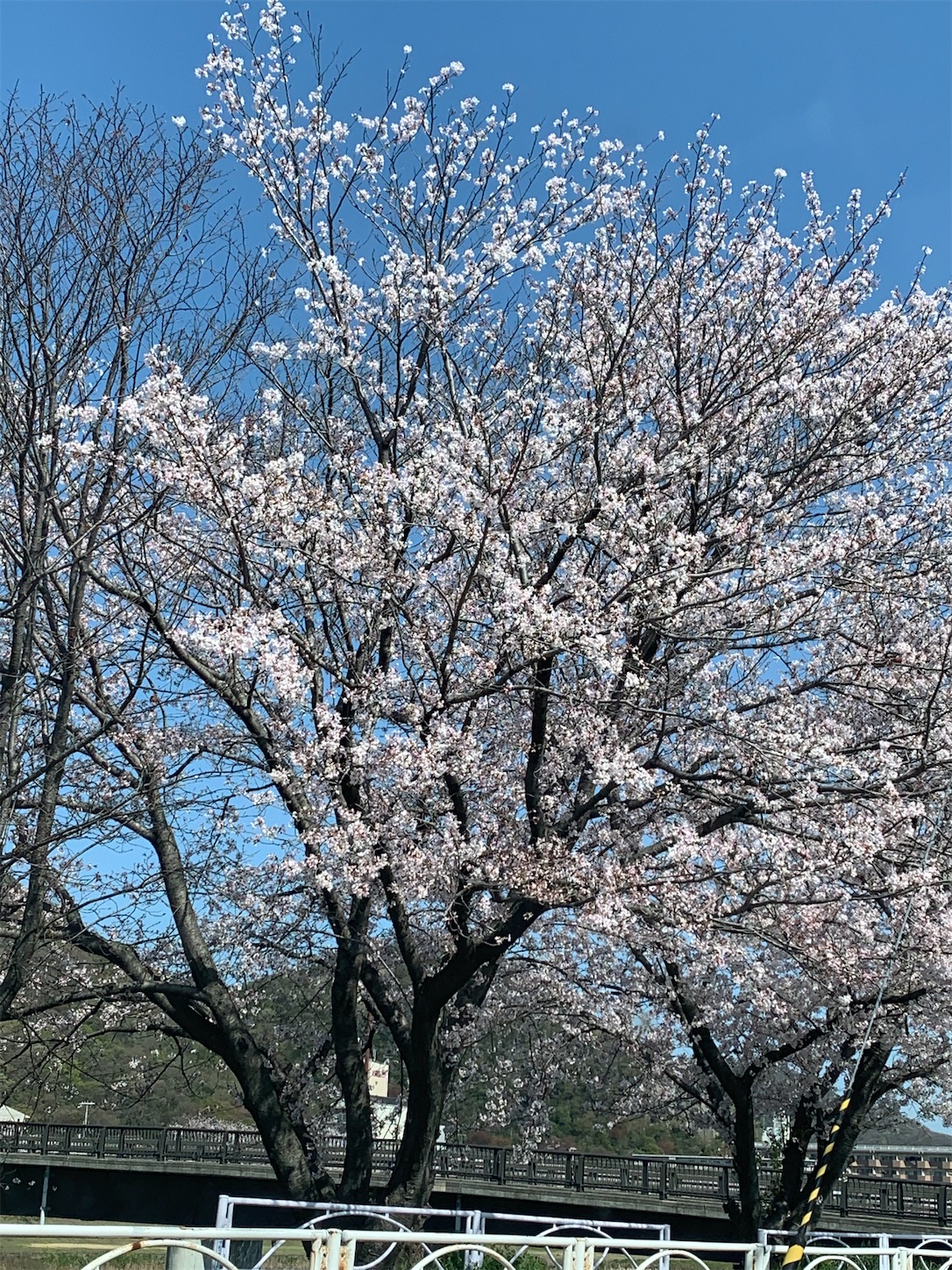 f:id:kirarin_star:20210401183720j:image