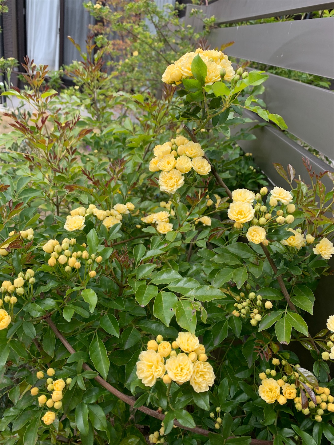 f:id:kirarin_star:20210409174803j:image