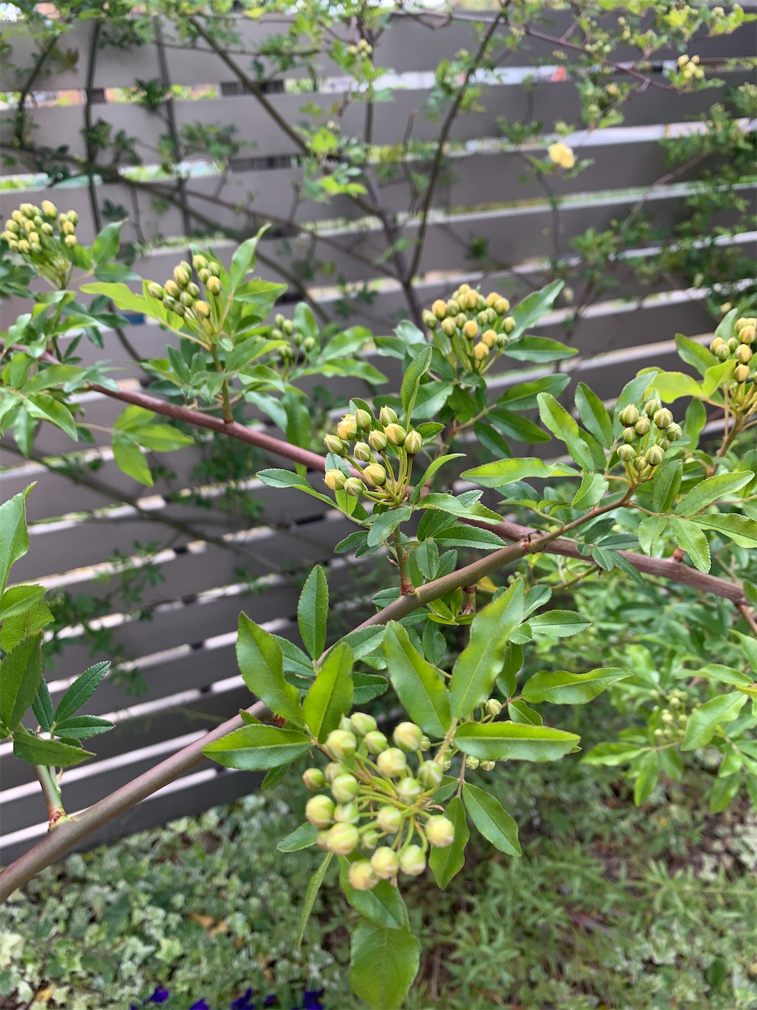 f:id:kirarin_star:20210409174846j:image