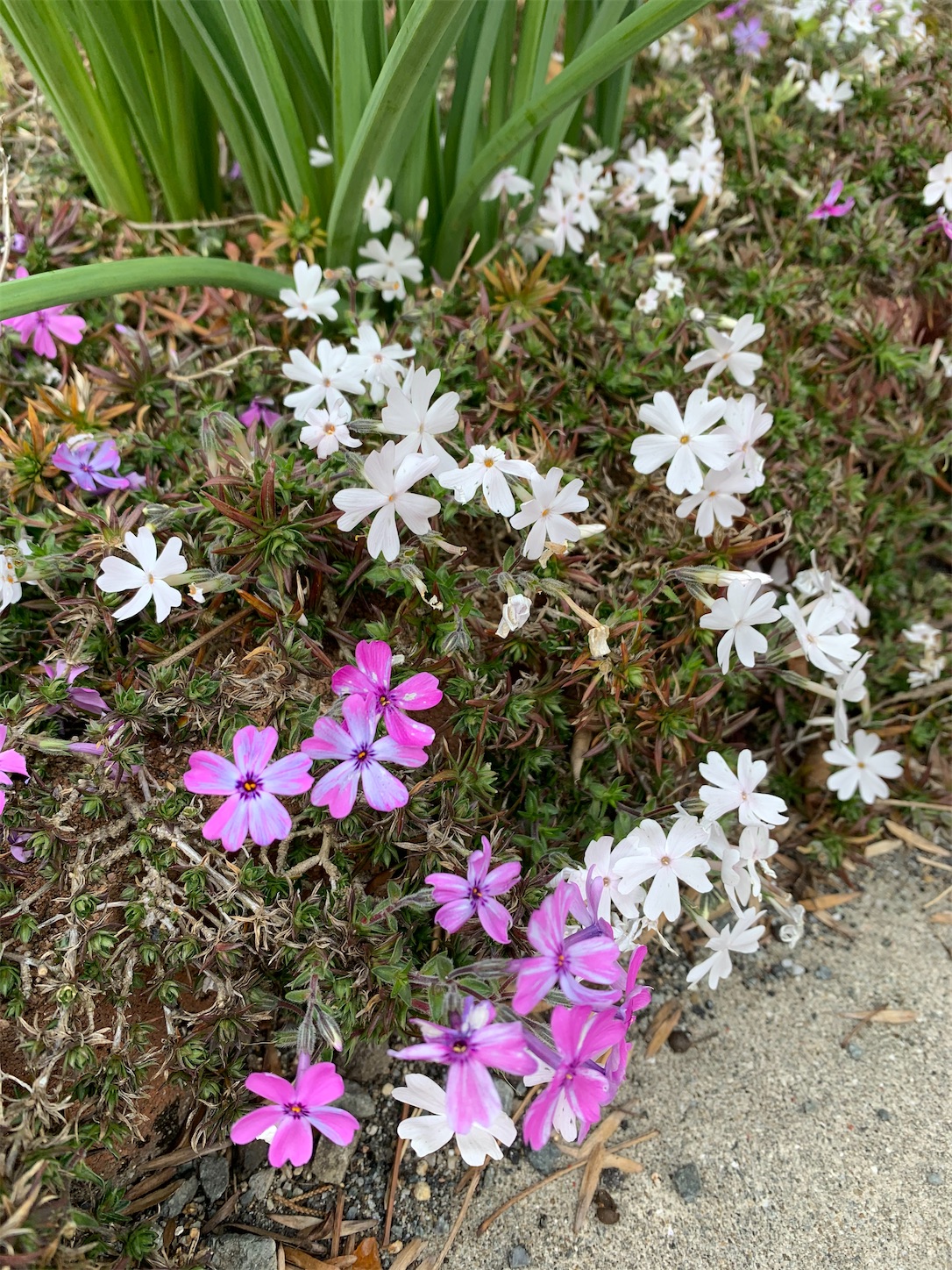 f:id:kirarin_star:20210409174953j:image