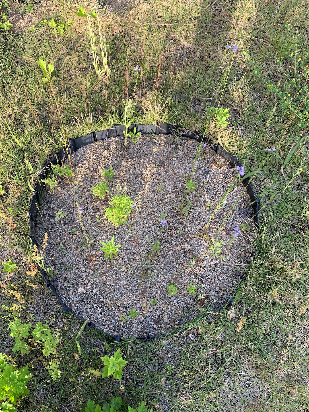 f:id:kirarin_star:20210513142954j:image