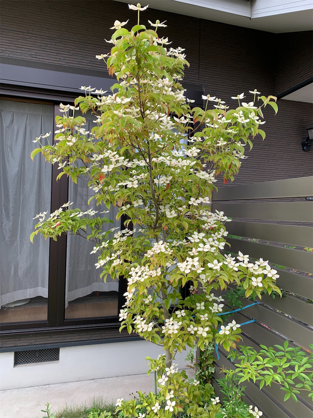 f:id:kirarin_star:20210606233741j:image