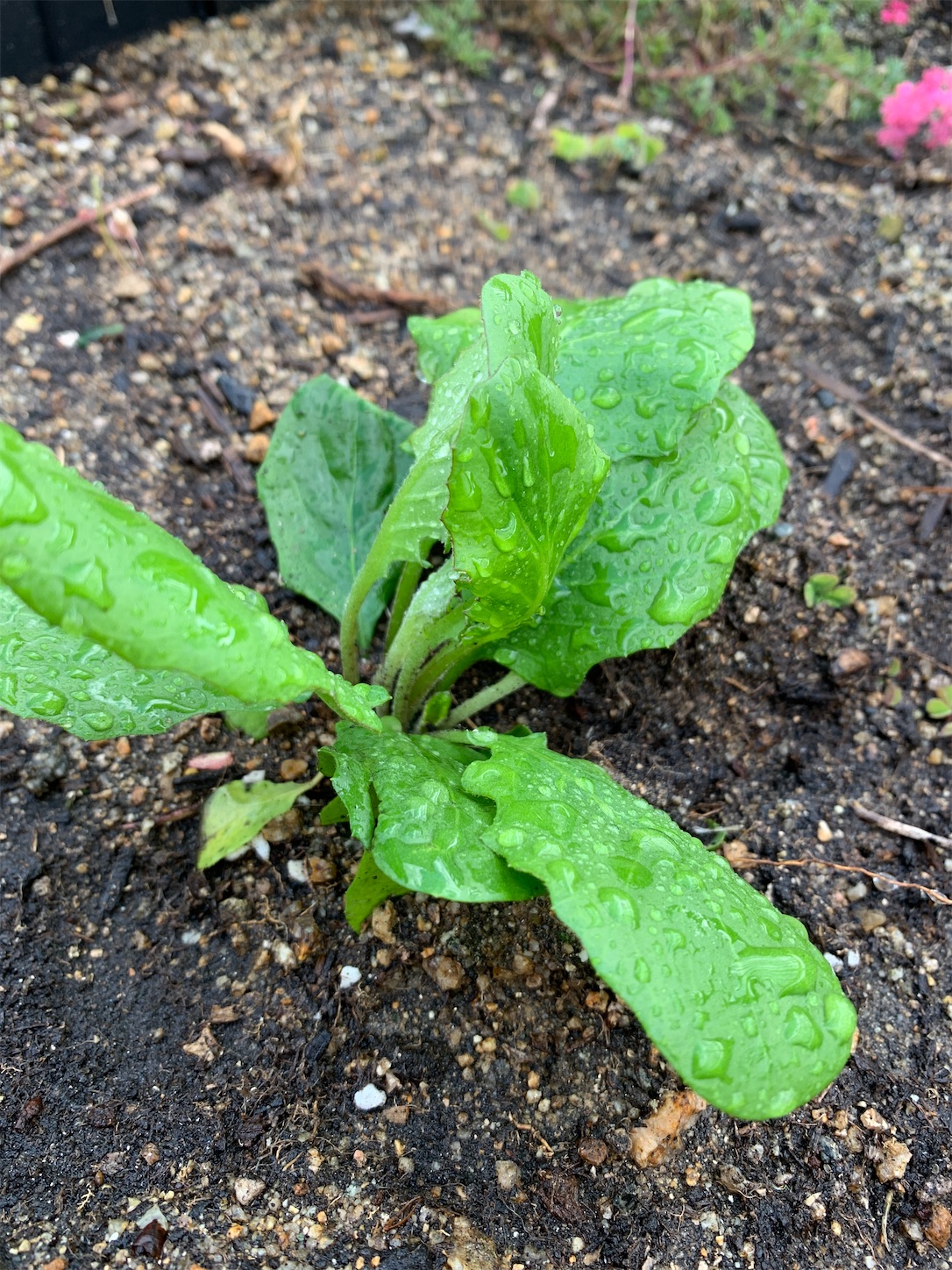 f:id:kirarin_star:20211106121724j:image