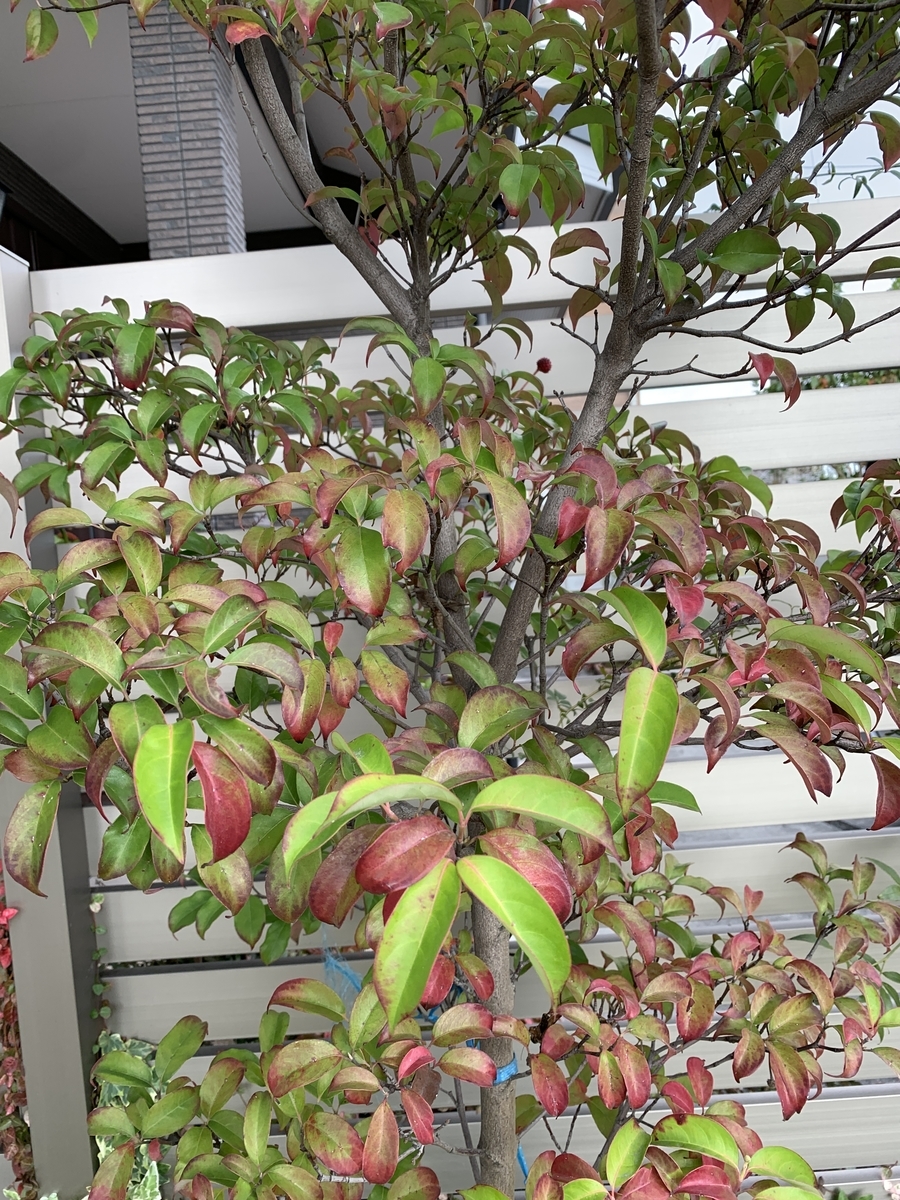 f:id:kirarin_star:20211108125801j:plain