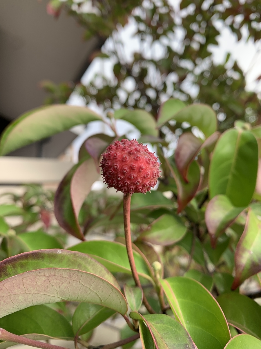 f:id:kirarin_star:20211108130440j:plain