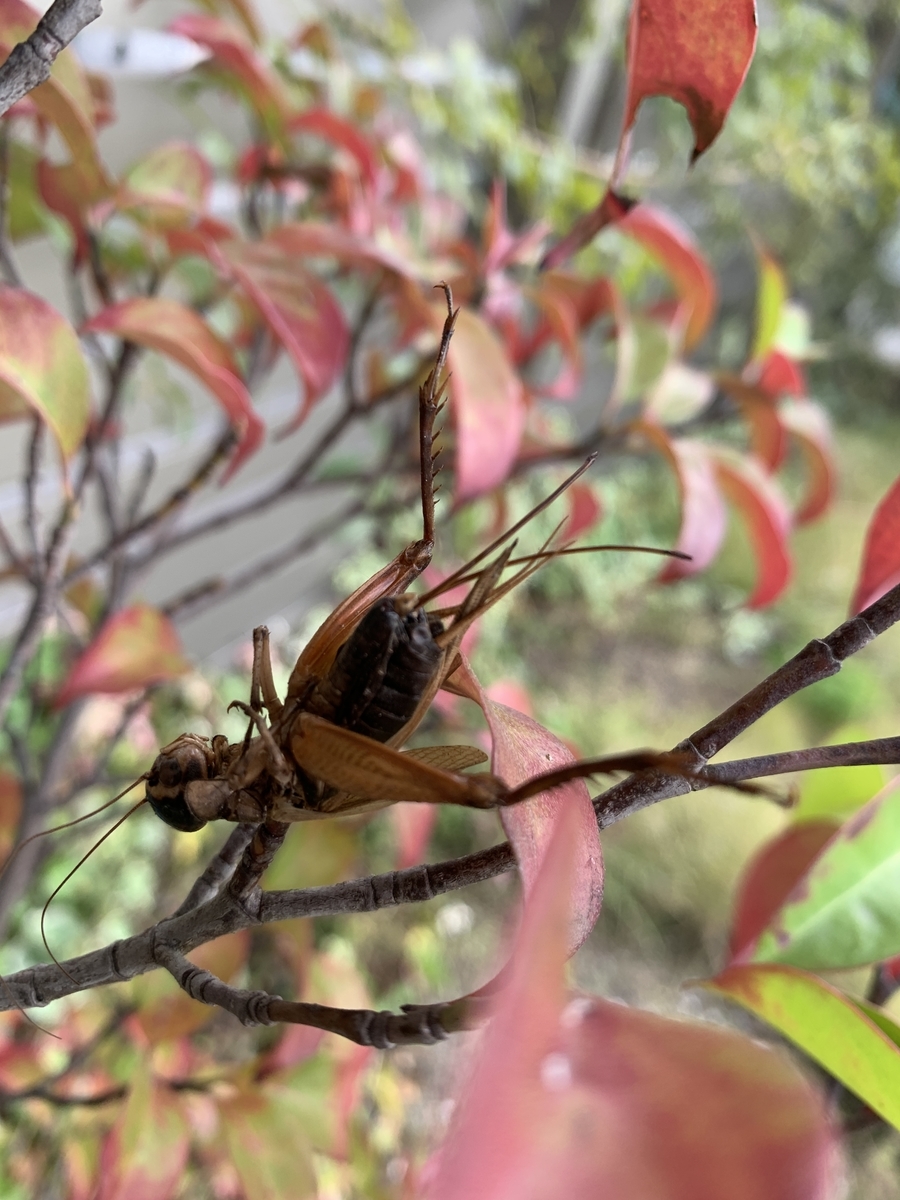 f:id:kirarin_star:20211108130918j:plain