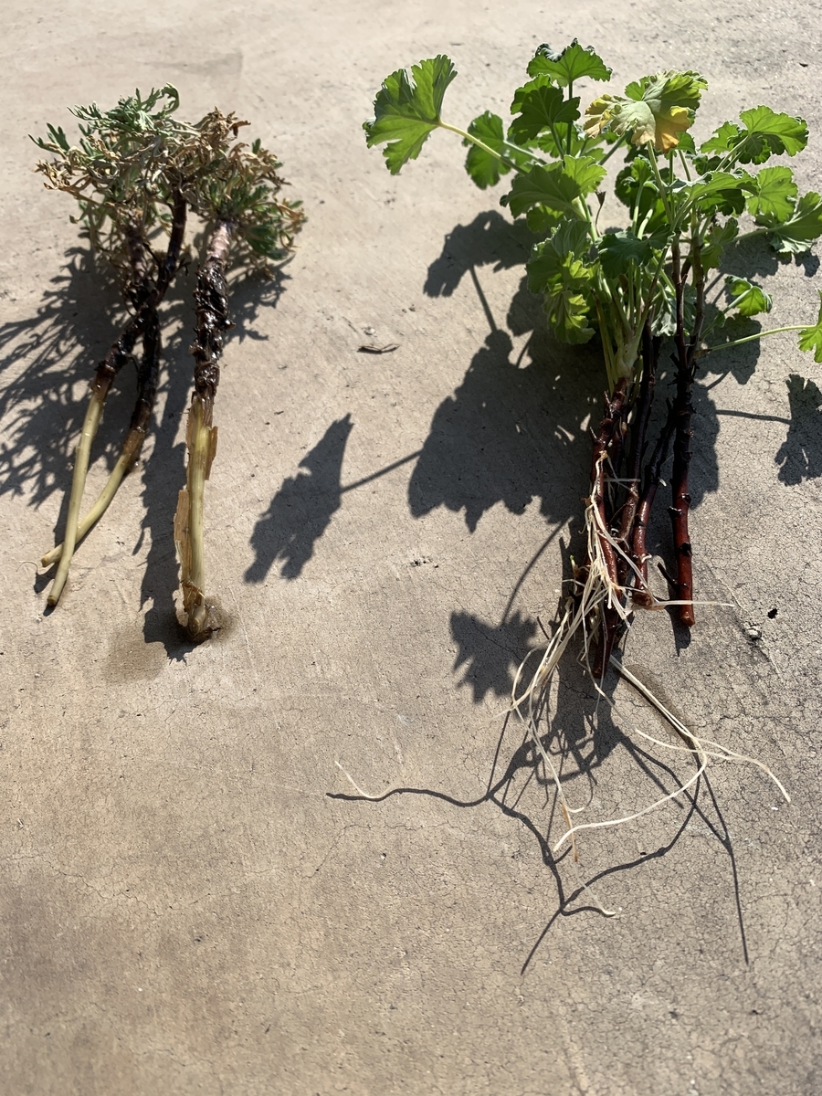 f:id:kirarin_star:20211217163930j:plain