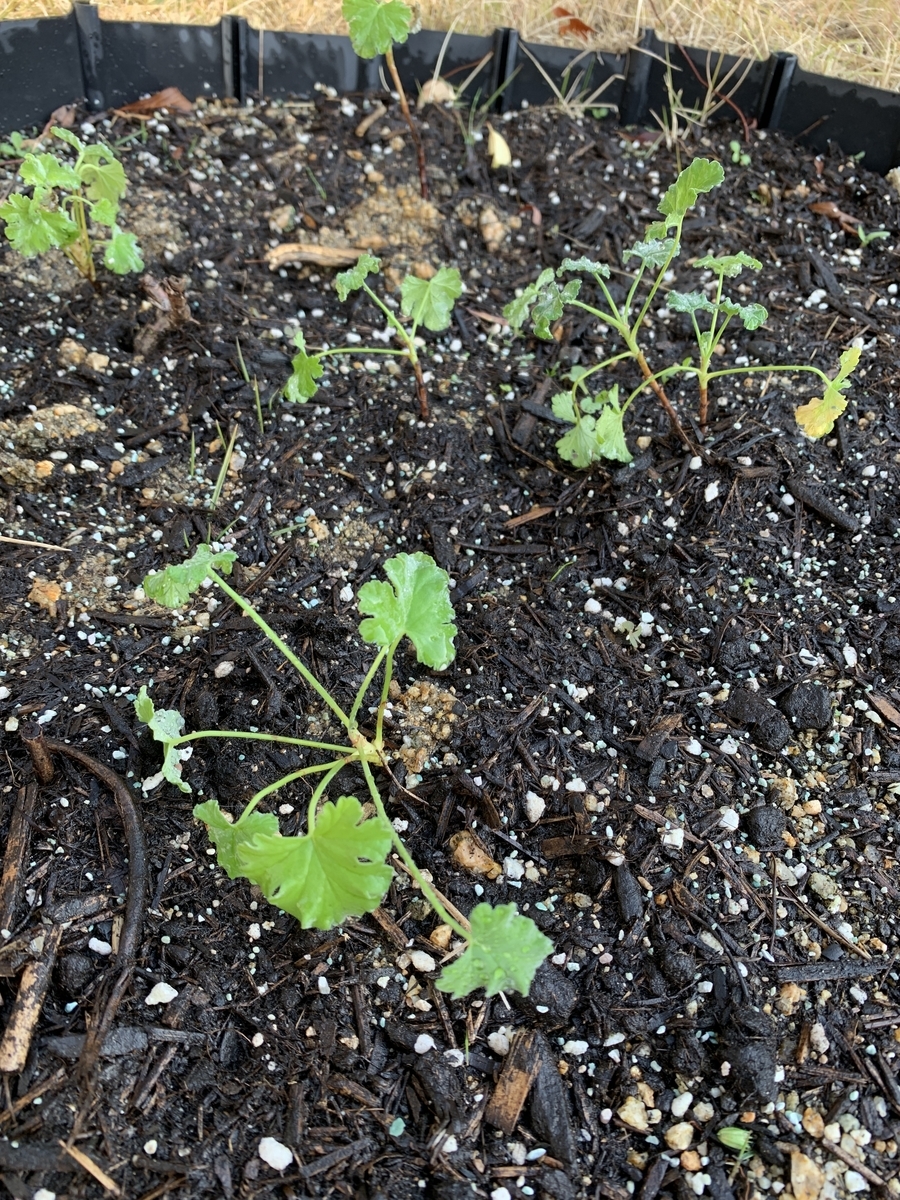 f:id:kirarin_star:20211217164415j:plain