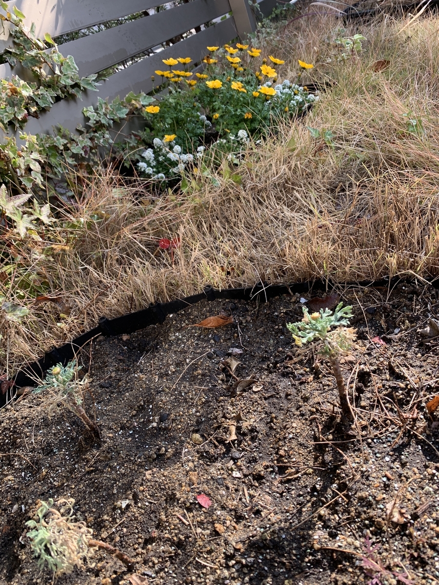 f:id:kirarin_star:20211217164525j:plain