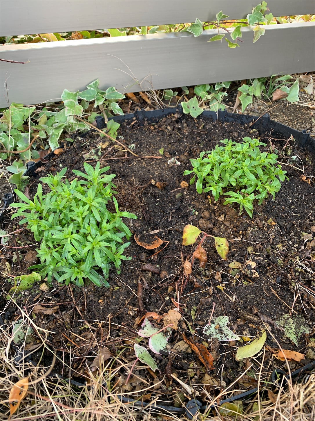 f:id:kirarin_star:20220108093605j:image