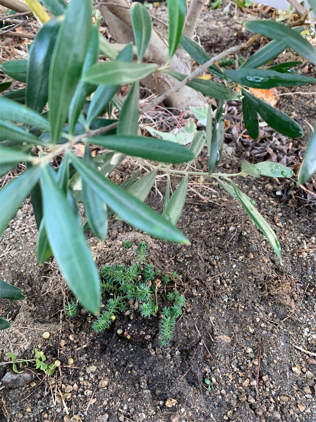 f:id:kirarin_star:20220108094007j:image