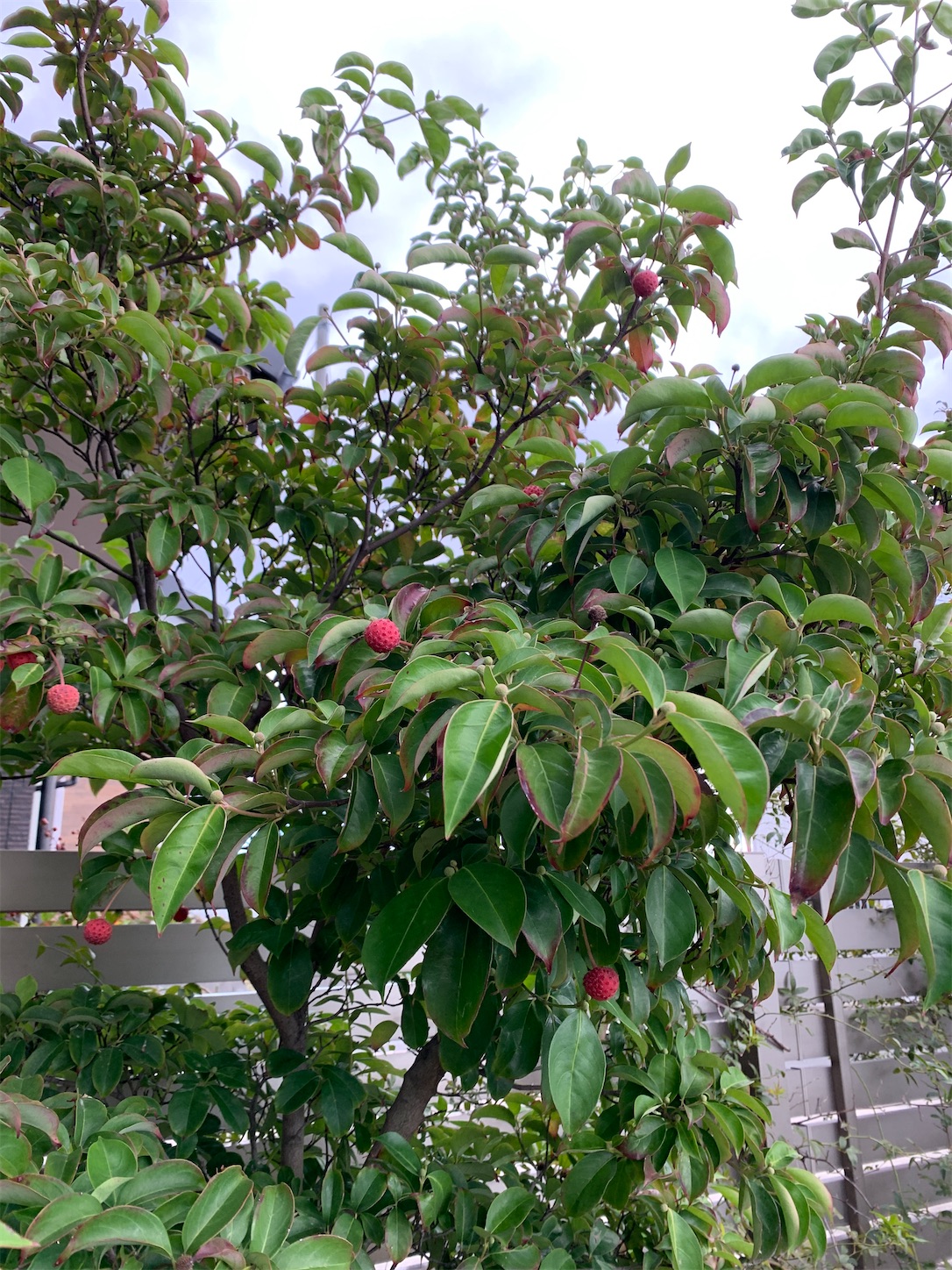 f:id:kirarin_star:20231030201532j:image