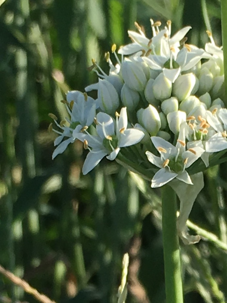 玉ねぎの花 福岡のカラーリスト中村秀子のキラリ彩り日記