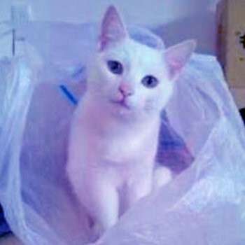 f:id:kiratei:20190811213010j:plain:w100 f:id:kiratei:20190811213010j:plain:w100