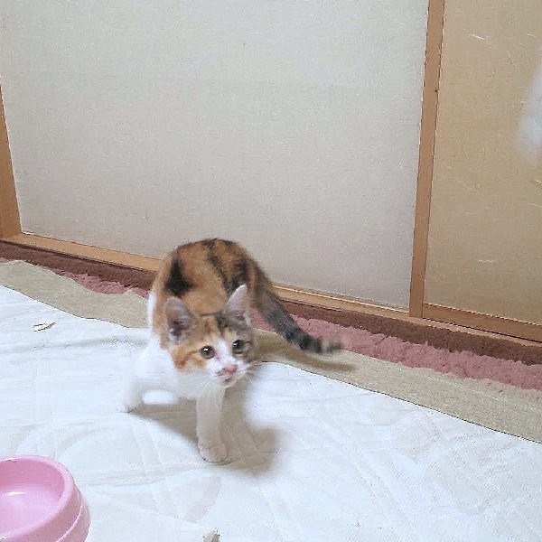 f:id:kiratei:20211128210716j:plain:w260