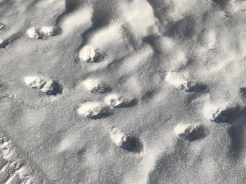 f:id:kirdina:20210124164826j:image f:id:kirdina:20210124164826j:image