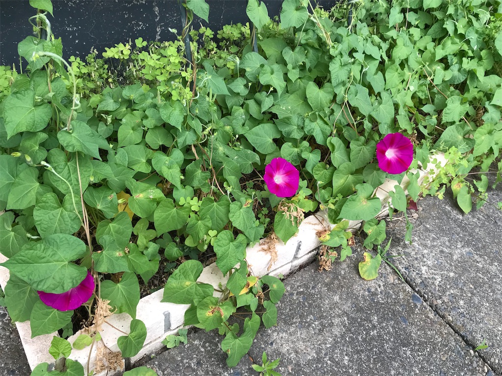 f:id:kirdina:20210629093727j:image