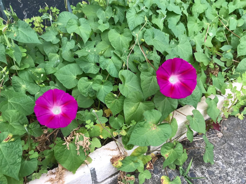 f:id:kirdina:20210629093731j:image