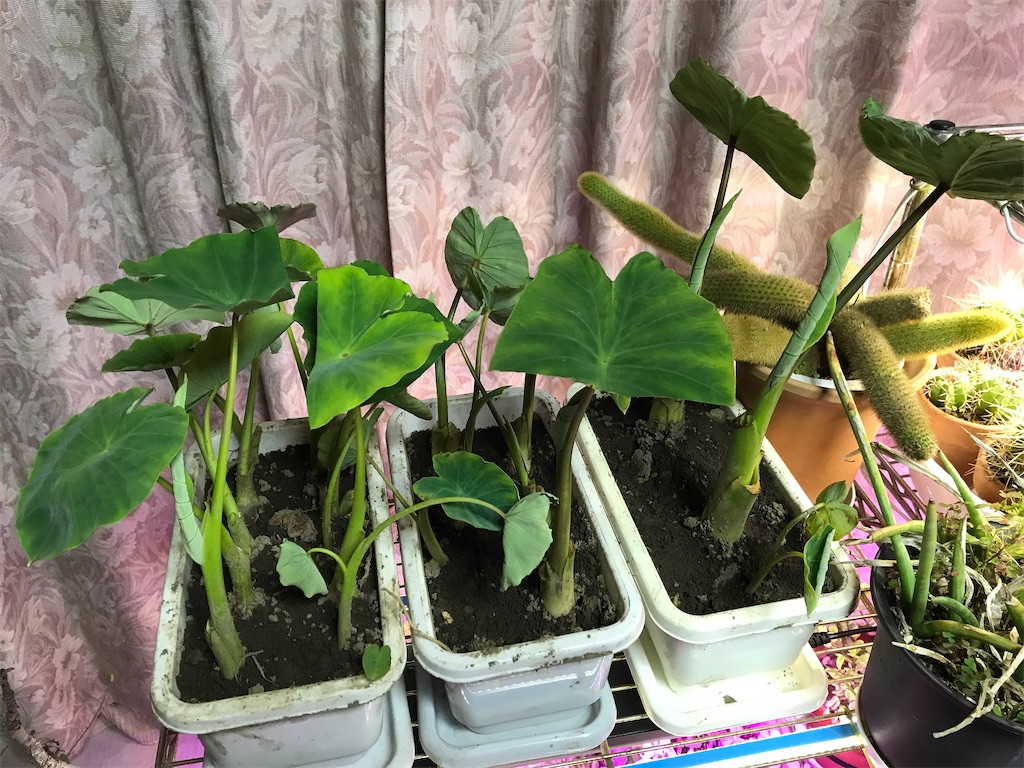 f:id:kirdina:20211030202036j:image