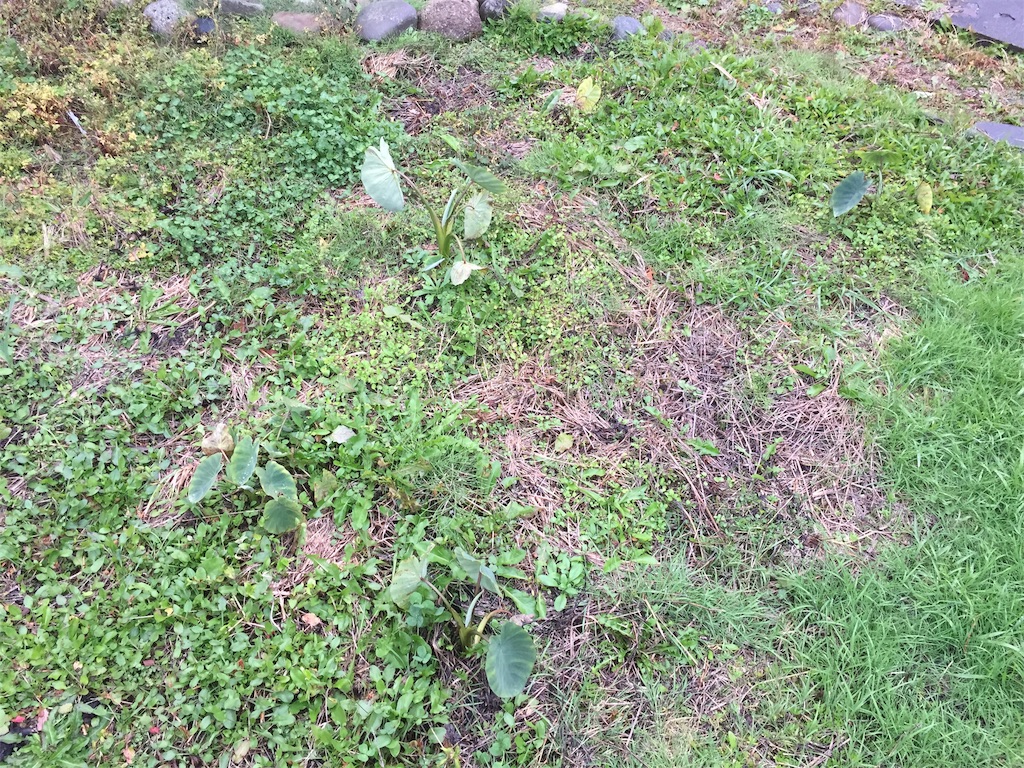 f:id:kirdina:20211030202313j:image