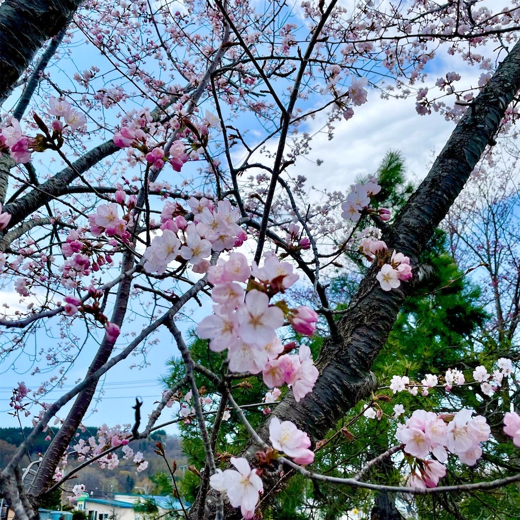 f:id:kirdina:20220512103405j:image
