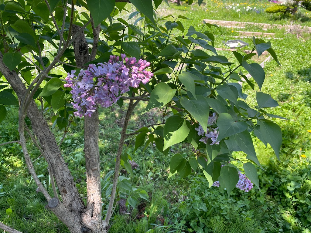 f:id:kirdina:20230521222936j:image