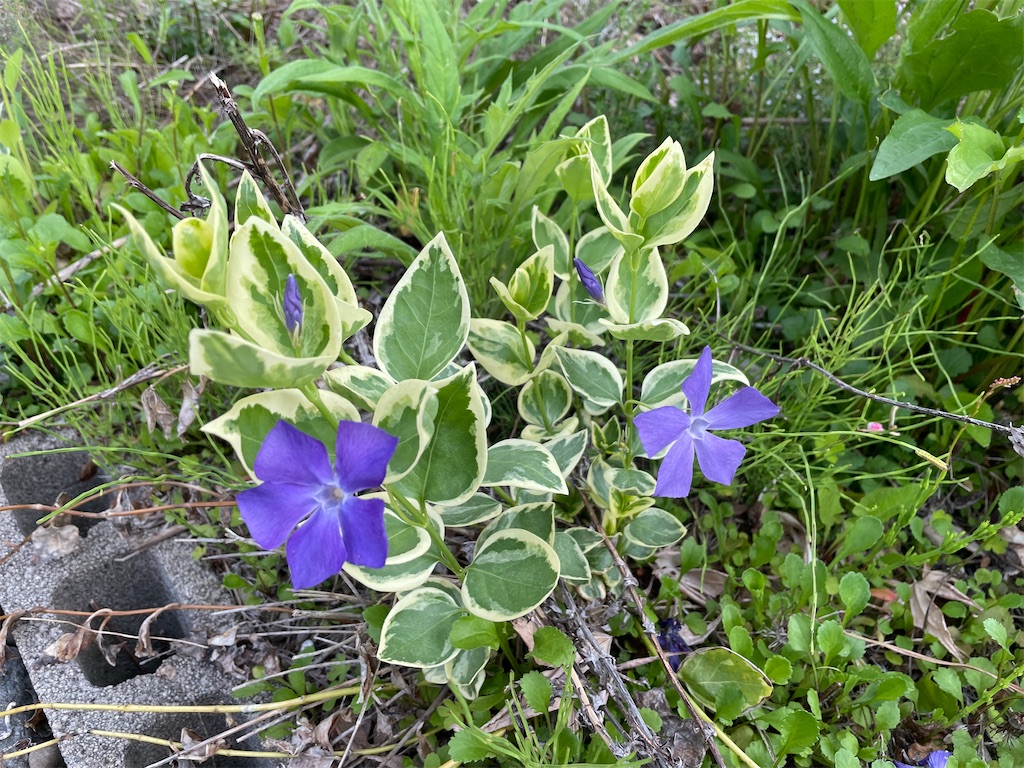 f:id:kirdina:20230530084250j:image
