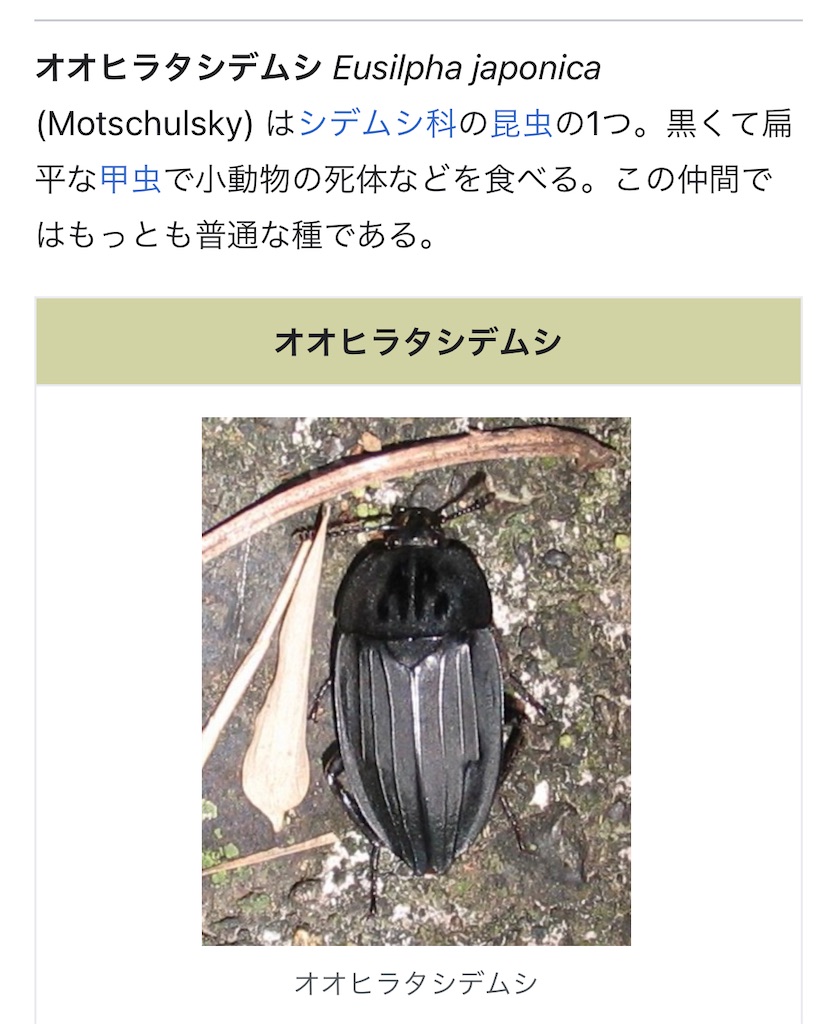 f:id:kirdina:20230609191305j:image