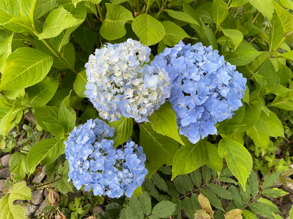 f:id:kirdina:20230713143920j:image