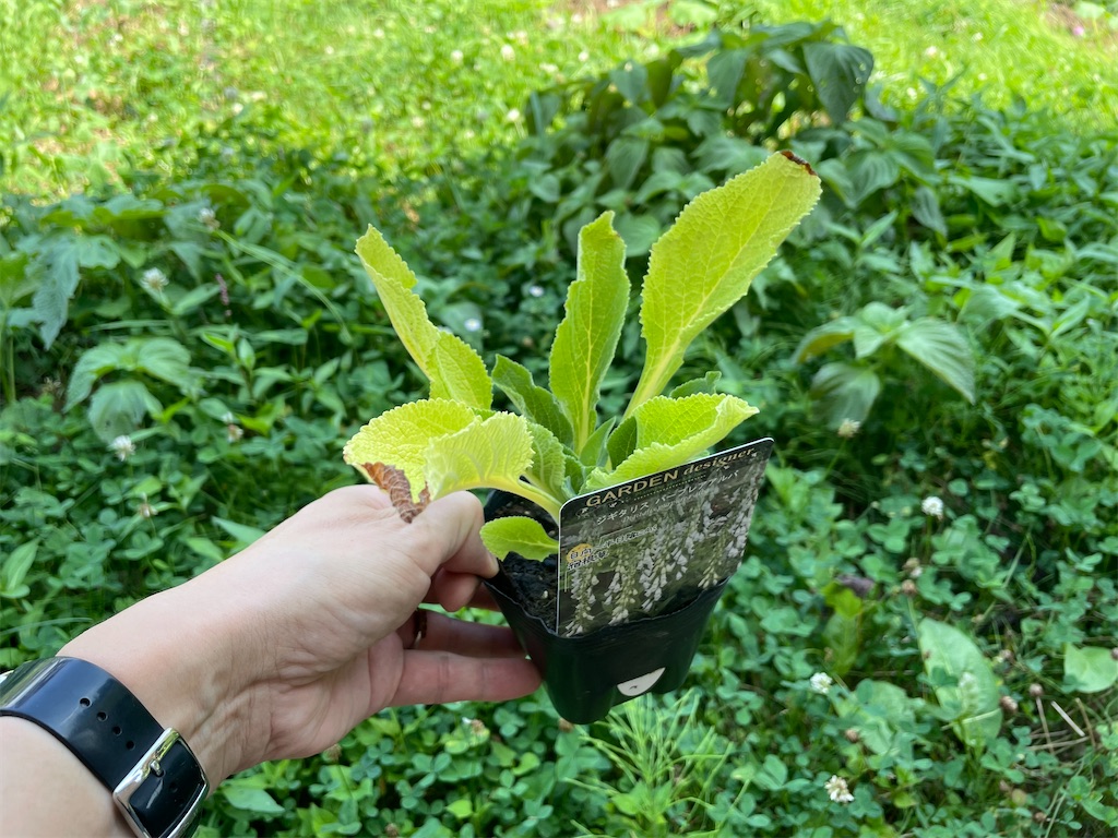 北海道でも #露地越冬 できそうな #耐寒性 の #宿根草 の苗を買ってき