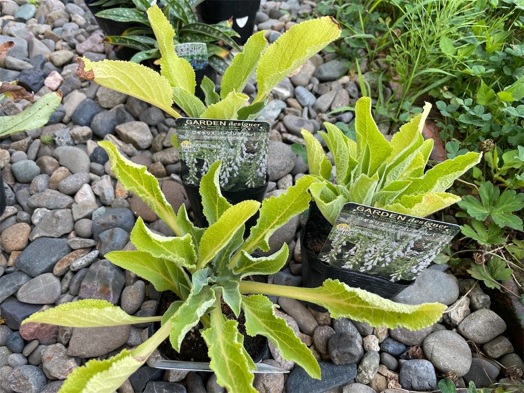 北海道でも #露地越冬 できそうな #耐寒性 の #宿根草 の苗を買ってき