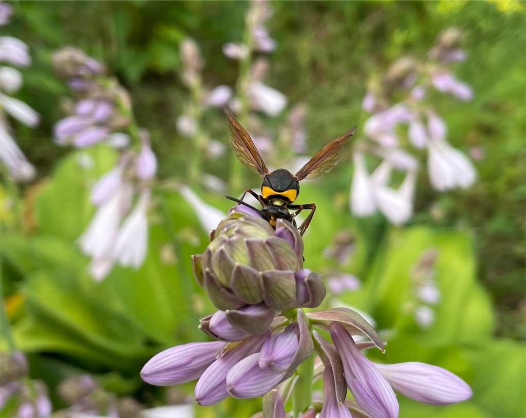 たぶん #スズバチ 。雀じゃなくて鈴。一音違いで大違い。2023.08.04