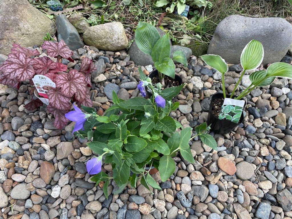 また苗を購入してきました。 #ホスタ #ギボウシ #ヒューケラ