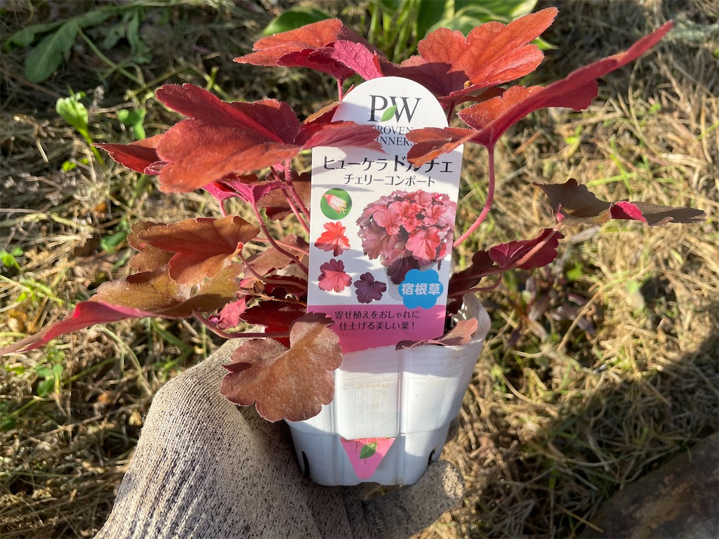 ヒューケラ 秋 10.5cm ドルチェシリーズ ヒューケラ・ドルチェ