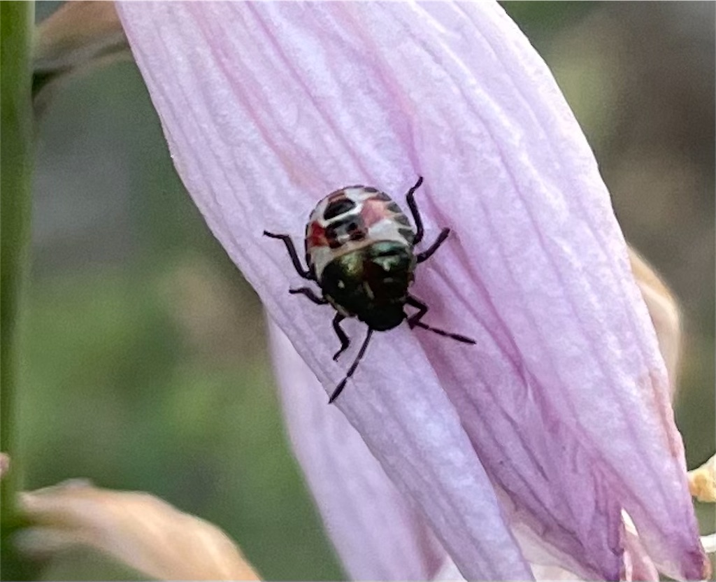 f:id:kirdina:20230823201848j:image f:id:kirdina:20230823201848j:image