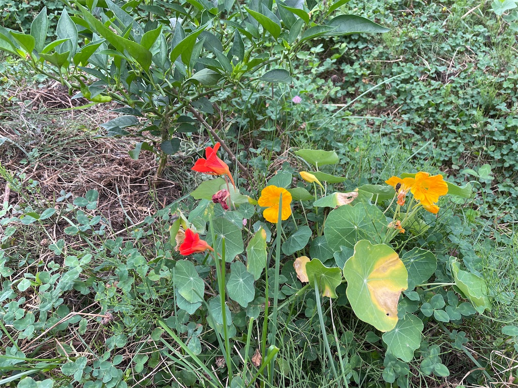 f:id:kirdina:20230830092231j:image